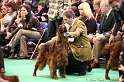 Crufts2011_2 034